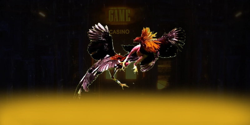 DAGA88 - Kết luận & gợi ý trải nghiệm từ trải nghiệm thực tế.