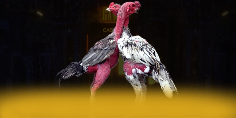 KUWIN - Tổng quan về hệ thống dành cho người chơi. KUWIN - Tổng quan về hệ thống dành cho người chơi.