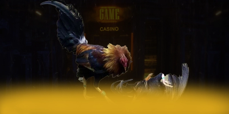 Cập nhật thông tin về ĐÁ GÀ TRỰC TIẾP - Cổng game bài được đánh giá cao được cộng đồng đánh giá cao
Cập nhật thông tin về ĐÁ GÀ TRỰC TIẾP - Cổng game bài được đánh giá cao được cộng đồng đánh giá cao