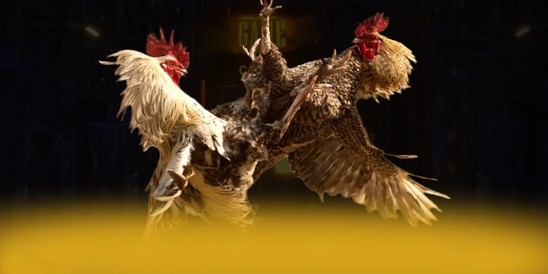 Ku88 – Sảnh game được đánh giá cao, được cộng đồng game thủ tin tưởng.