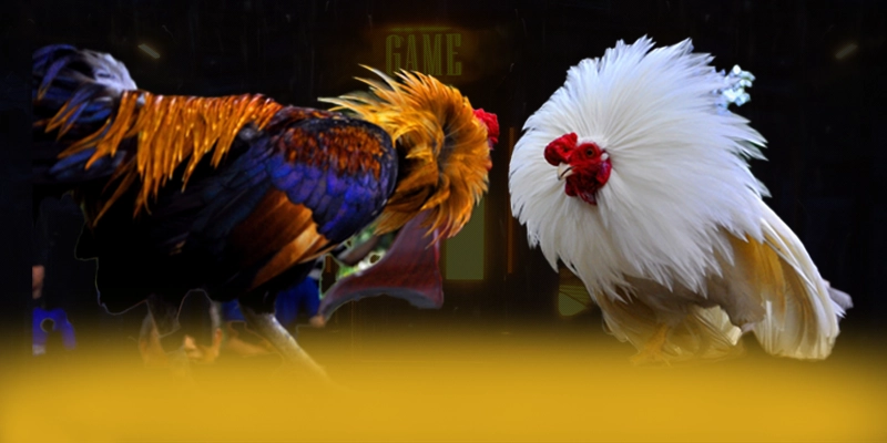 CONGA6789 - Cổng giải trí được cấp phép trên thị trường – Tìm hiểu CONGA6789 CONGA6789 - Cổng giải trí được cấp phép trên thị trường – Tìm hiểu CONGA6789