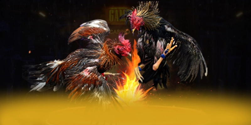 CONGA6789 - Đánh giá chung về thương hiệu từ cộng đồng game thủ.