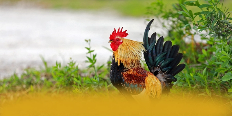 tài xỉu online - Hệ thống trò chơi trực tuyến sở hữu kho game phong phú được game thủ lựa chọn – Tìm hiểu tài xỉu online