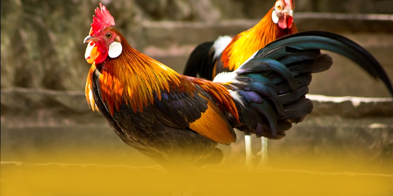 CONGA6789 - Kết luận dành cho người chơi.