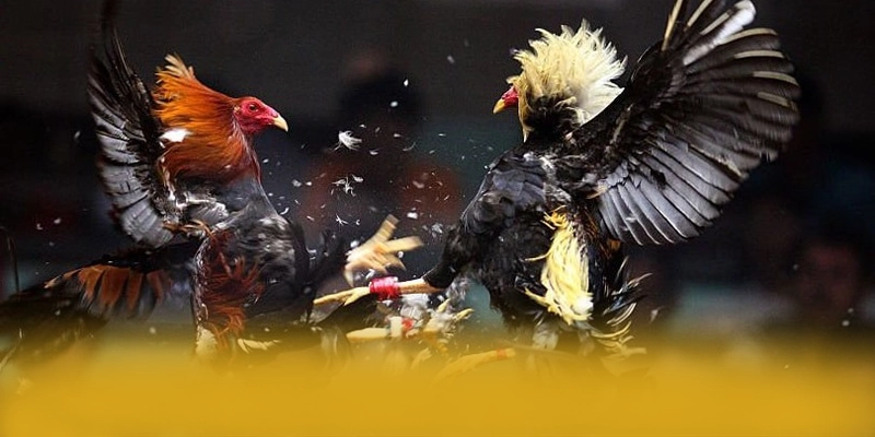 GEM88 – Cổng game bài đẳng cấp, được giới cược thủ đánh giá cao. GEM88 – Cổng game bài đẳng cấp, được giới cược thủ đánh giá cao.