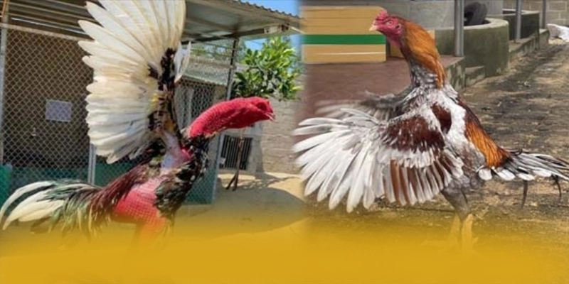 WIN79 – Sân chơi chất lượng, khẳng định vị thế hàng đầu tại Việt Nam.