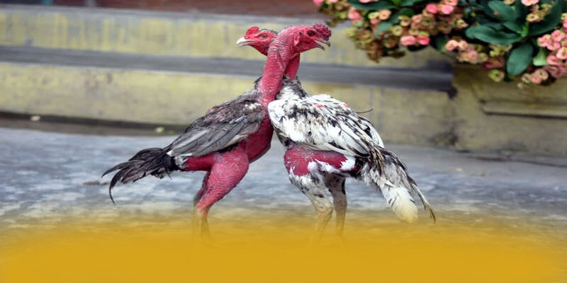 GO8 - Sảnh game sở hữu kho game phong phú được game thủ lựa chọn – Khám phá sản phẩm hấp dẫn của GO8 GO8 - Sảnh game sở hữu kho game phong phú được game thủ lựa chọn – Khám phá sản phẩm hấp dẫn của GO8