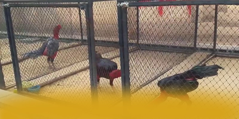 Ku88 - Tổng quan về thương hiệu một cách tổng quan.