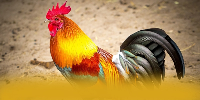 FC88 - Kết bài dành cho người chơi. FC88 - Kết bài dành cho người chơi.