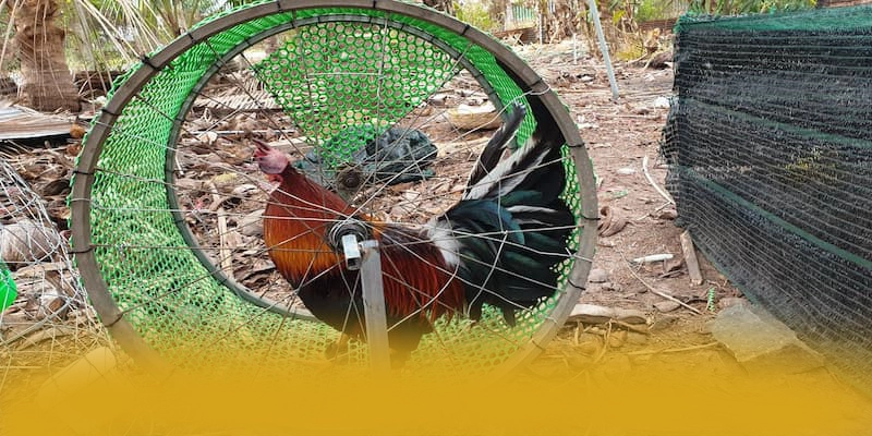 Cùng trải nghiệm BL555 - Cổng cá cược được đánh giá cao được cộng đồng đánh giá cao
Cùng trải nghiệm BL555 - Cổng cá cược được đánh giá cao được cộng đồng đánh giá cao