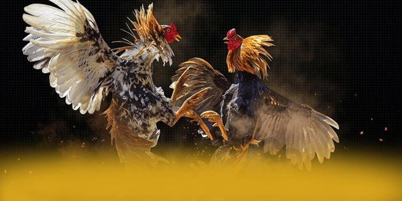 Socolive - Cổng thể thao sở hữu hệ thống live betting vượt trội